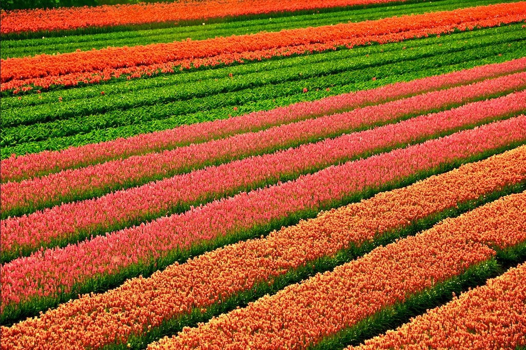 Amsterdam Plus